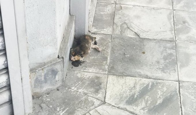 Маленький бездомный котенок лежал на обочине улицы и едва двигался, а люди проходили мимо (9 фото)
