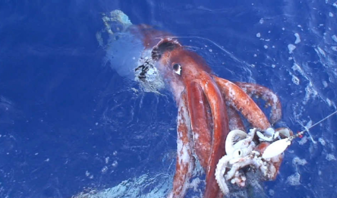 Гигантский кальмар: У страха глаза велики. Мифы и правда о монстрах из глубин (10 фото)