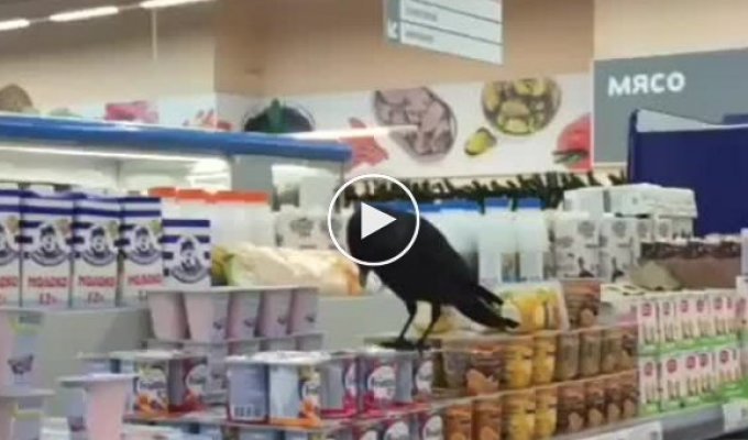 Ворон лакомится йогуртом в супермаркете Воронежа