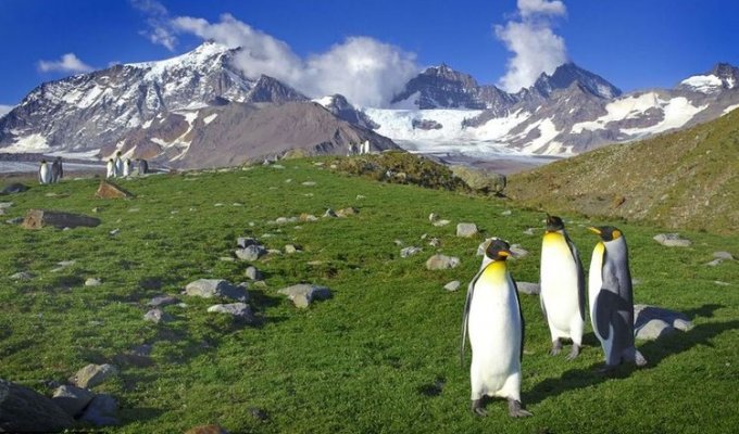 Пингвины живут среди снегов? (7 фото)