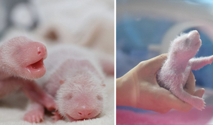 Одна панда хорошо, а две лучше: первый взгляд на новорожденных медвежат-близнецов из Китая (10 фото)