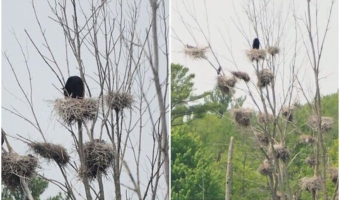 "Это мое": медведь оккупировал птичье гнездо (6 фото)