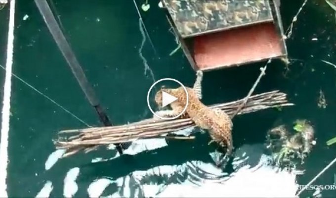 Спасение леопарда, упавшего в 18-метровый колодец