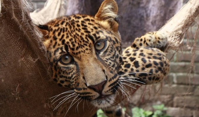 Леопард, который был "никому не нужен", наконец-то нашел свой дом (15 фото + 1 видео)