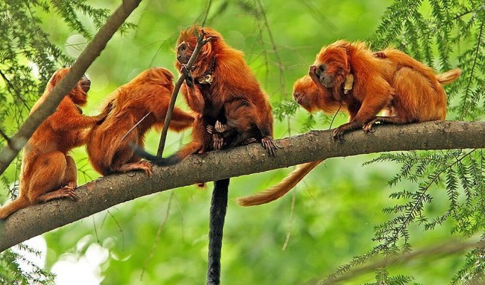 В джунглях Бразилии живёт очень редкая обезьяна-лев, которая пугает своим рыком непрошенных гостей (4 фото)