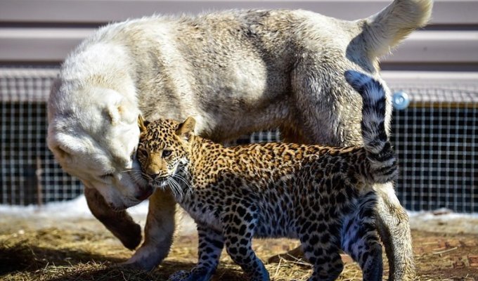 В зоопарке Владивостока детеныш леопарда подружился с овчаркой (3 фото + 2 видео)