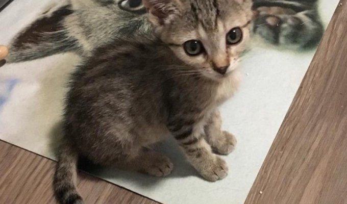 Крошечный котенок получил второй шанс на жизнь (12 фото)