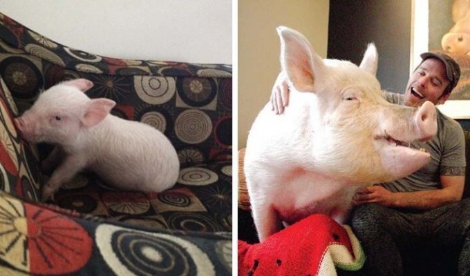 Подложили свинью: два канадца купили мини-пига, а вырастили 300-килограммовую хрюшку (14 фото)