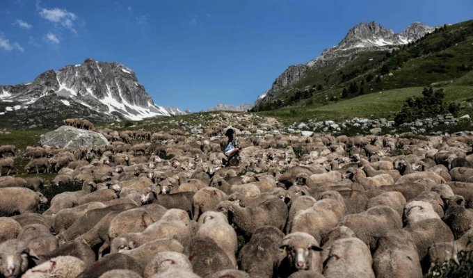 Работа мечты: как живёт пастух в Альпах (22 фото)