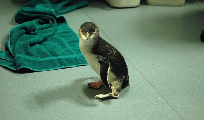 Пингвину из Новой Заландии сделали протез лапки на 3D-принтере (7 фото)