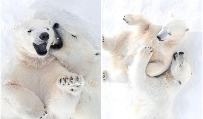 Какое чудо: в якутском зоопарке засняли белую медведицу и малыша (8 фото)