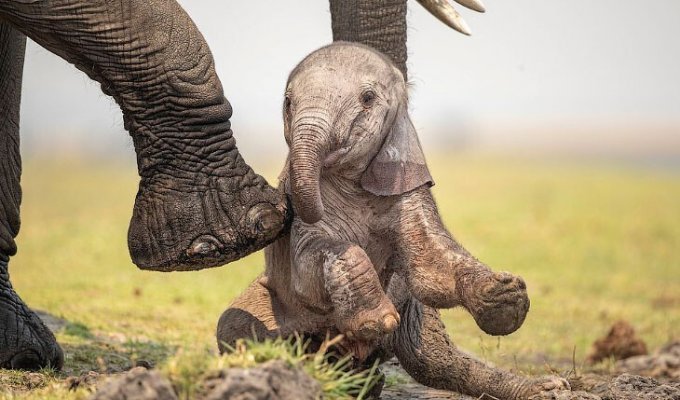 Новорожденный слон (10 фото)