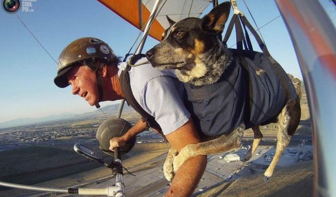 Собака летает на дельтаплане (12 фото)
