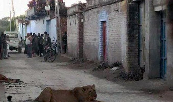 Напуганные жители индийской деревни сидели на крышах, пока разъяренная львица охотилась на корову (5 фото + 1 видео)