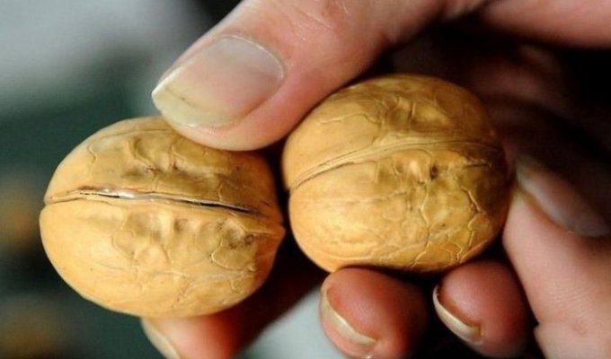 Поддельные грецкие орехи (5 фото)