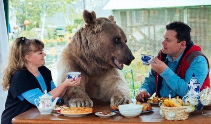 Взрослый медведь живет в семье своих спасителей (9 фото)