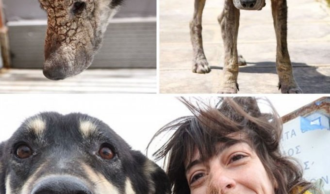 10 животных, находящихся на волосок от смерти, которых спасли неравнодушные люди (10 фото)