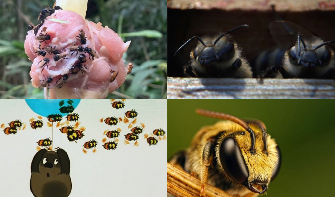Неправильные пчелы: пчелы-мясоеды с Коста-Рики (7 фото)