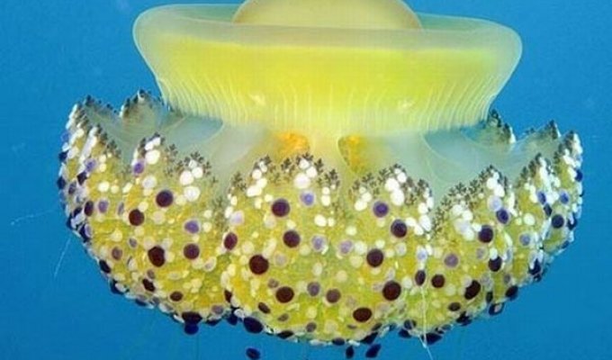 Прикольные медузы (17 фото)