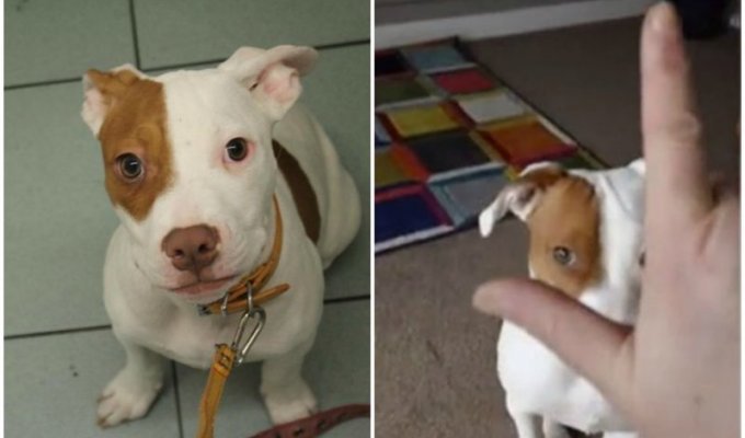 Глухой пёс, от которого пять раз отказывались, обрёл дом и учит язык жестов (7 фото + 1 видео)