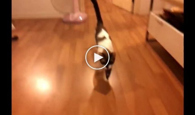 Жесткий прыжок котика