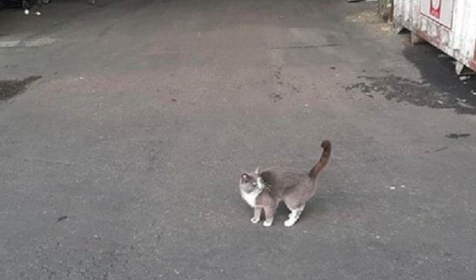 Одесская кошка три недели ела конфеты в закрытом контейнере, пока не доплыла до Израиля (2 фото)