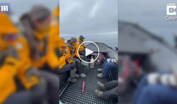Пингвин запрыгнул в лодку, спасаясь от голодного тюленя