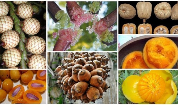 20 съедобных плодов о которых вы даже не слышали (22 фото)