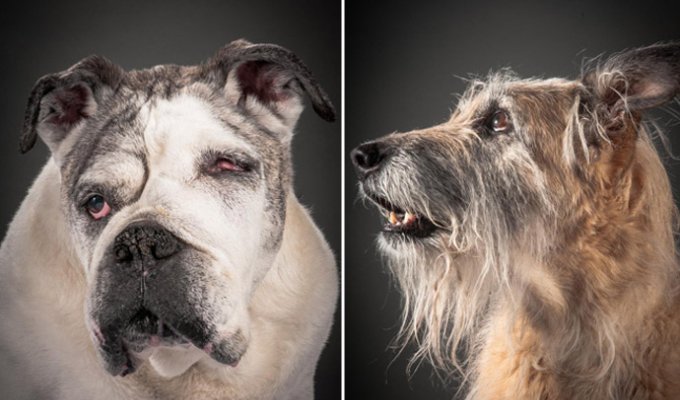 Фотограф из Канады снимает старых собак (17 фото)