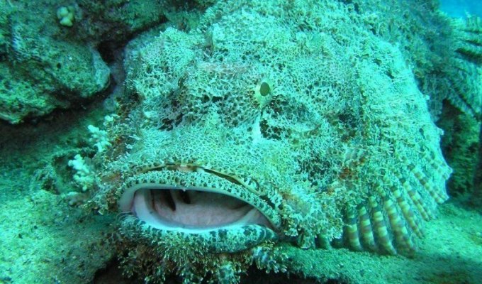 Самая ядовитая рыба в мире (4 фото)