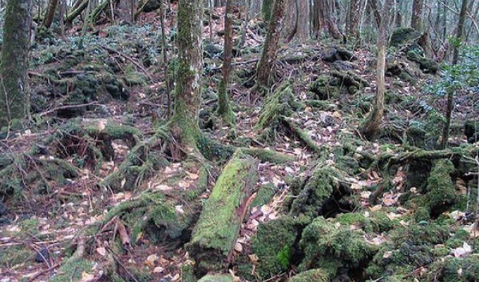 Аокигахара - лес самоубийств в Японии (19 фото)