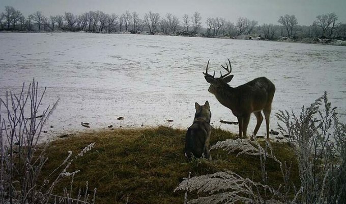Необычная дружба: Хаски сбежала из дома, чтобы подружиться с оленем (10 фото)