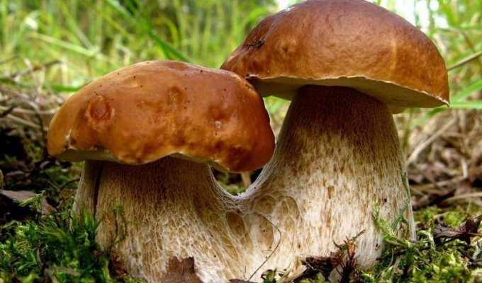 Невероятные факты о грибах (1 фото)