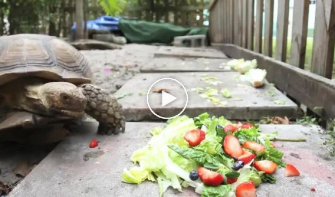 Ускоренный завтрак черепахи