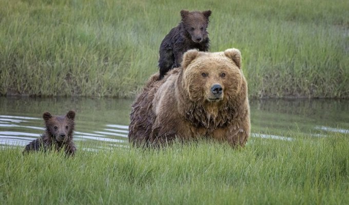 Заботливая мама: медведица перенесла через реку боящегося воды детеныша (7 фото)