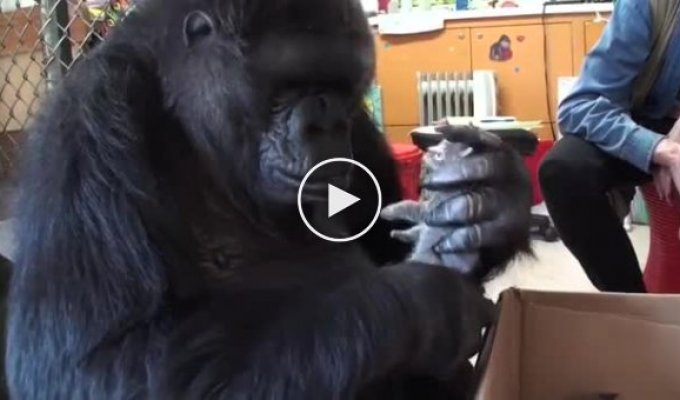 Большая и милая горилла
