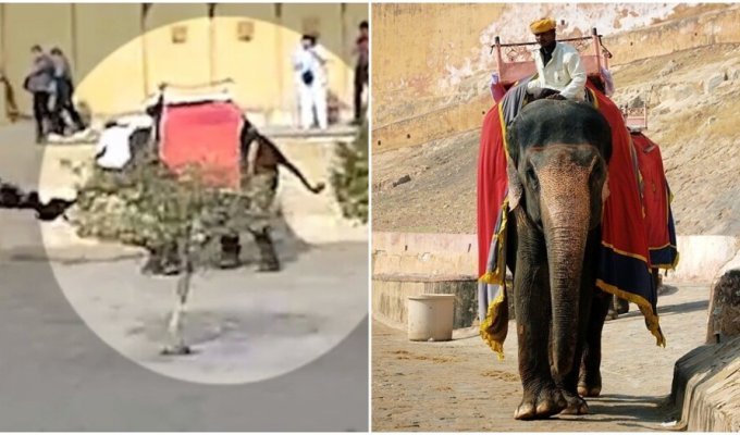 Нападение индийского слона на российскую туристку попало на видео (4 фото + 1 видео)