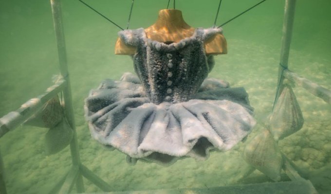 Художница создает шедевры с помощью Мертвого моря (12 фото)