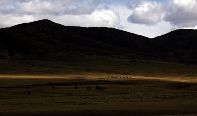 Как добывают золото в Монголии: «черные копатели» (21 фото)