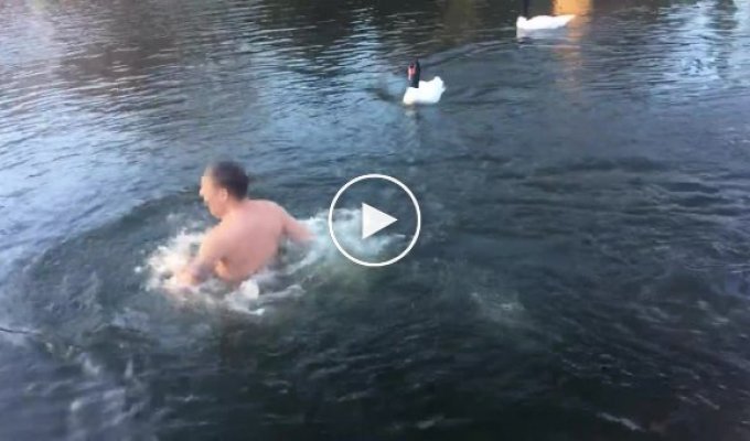 Лебедь атаковал мужчину во время купания в ледяной воде