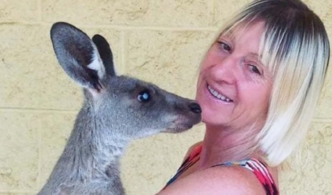 В Австралии кенгуру жестоко избил женщину (3 фото)