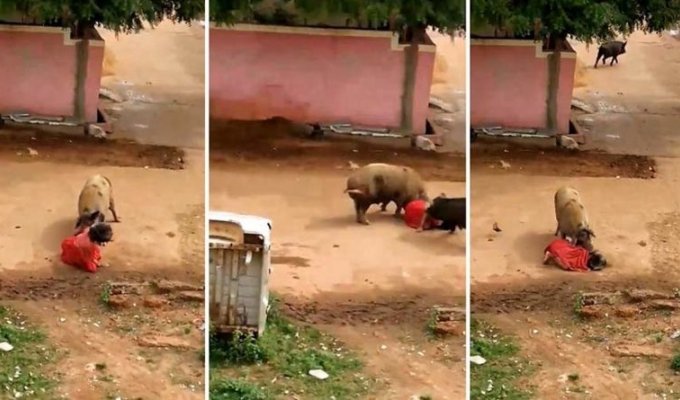 В Индии две разъяренные свиньи прямо посреди улицы напали на женщину (2 фото + 1 видео)