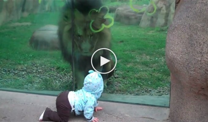 Лев пытался достать ребенка через стекло