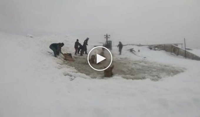 В Башкирии семь лошадей провалились под лед