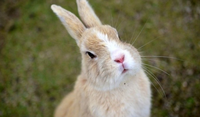 Окуносима - остров кроликов в Японии (50 фото)