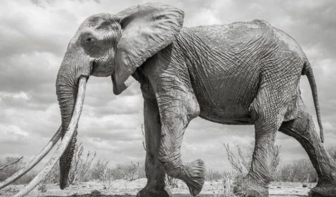 В Кении умерла редкая слониха с «супербивнями» (6 фото)