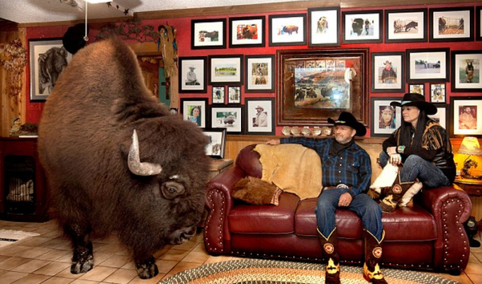 Семейная пара из Техаса держит в доме бизона весом больше тонны (13 фото)