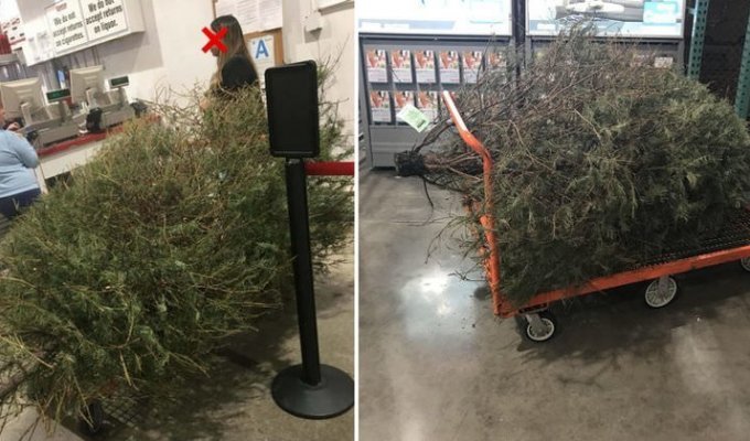Американка попыталась вернуть елку в магазин после праздников (3 фото)