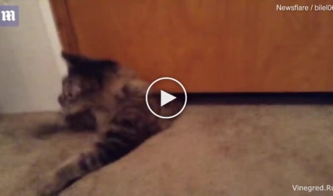 Крупной кошке удалось пролезть под ничтожно узким зазором под дверью