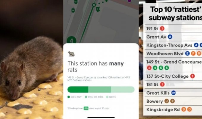 С заботой  о людях: в американском приложении-навигаторе по метро  стали помечать станции с большим количеством крыс (4 фото + 1  видео)